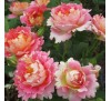 Роза Роз дэ Систэрсьян (Rose des cisterciens)DELBARD, 1998